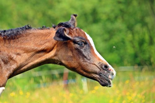 horse suckling foal