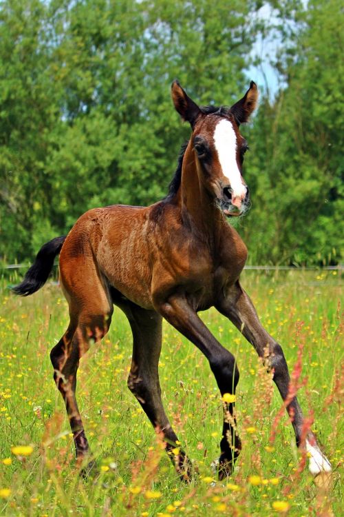 horse gallop foal