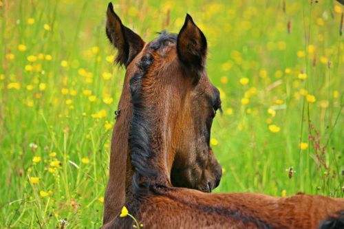 horse foal horse head