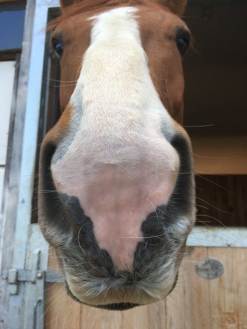 horse mouth close up