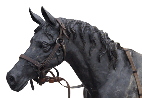 horse horse head portrait
