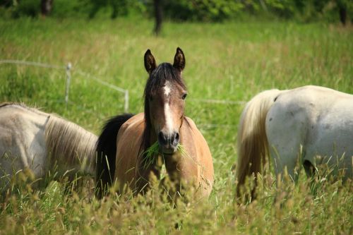 horse pasture mold