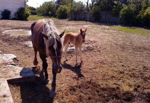 horse mare stallion