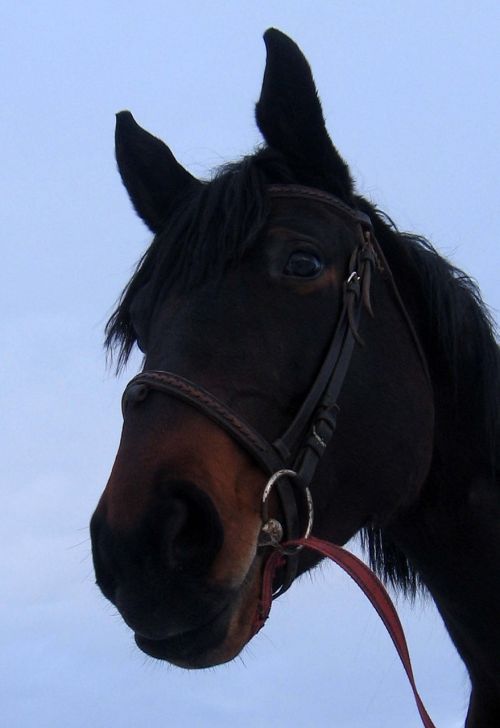 horse mare stallion