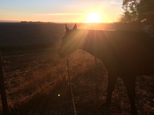 horse sunset field
