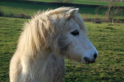 horse pony animal