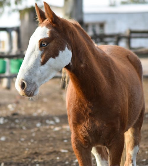 horse animal mare