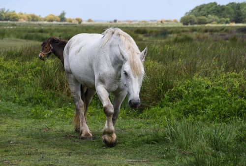 horse white marsh