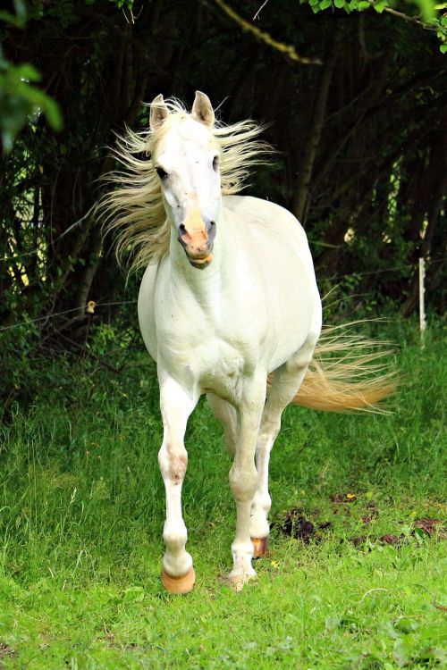 horse mold stallion