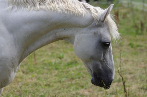 horse pasture animal world