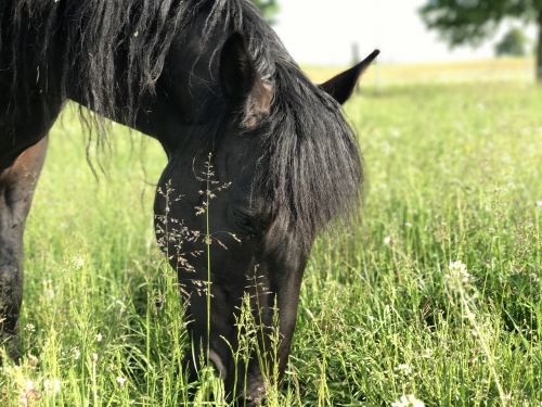 horse andalusians mold