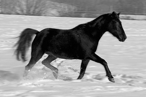 horse gallop thoroughbred arabian