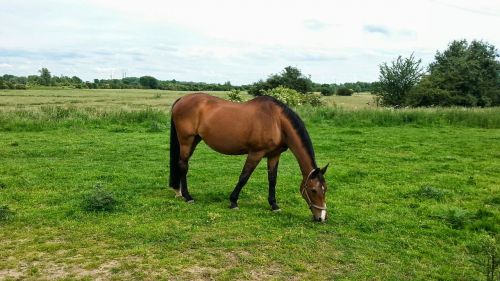 horse pasture graze