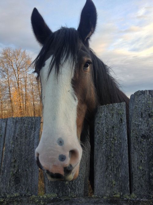 horse clydesdale horse head