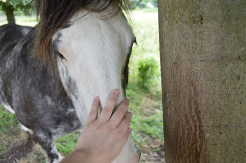 horse caring love