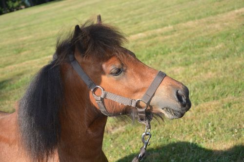 horse shetland pony player