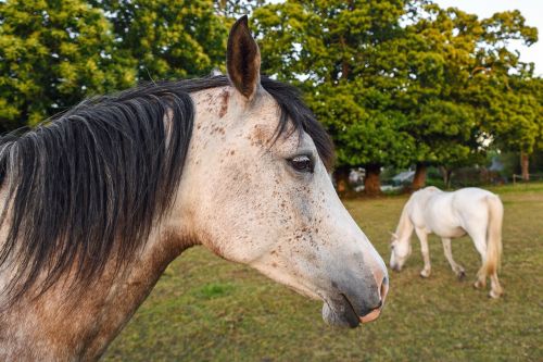 horse field horses