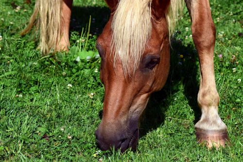 horse horse head coupling