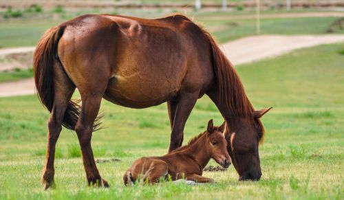 horse mare foal