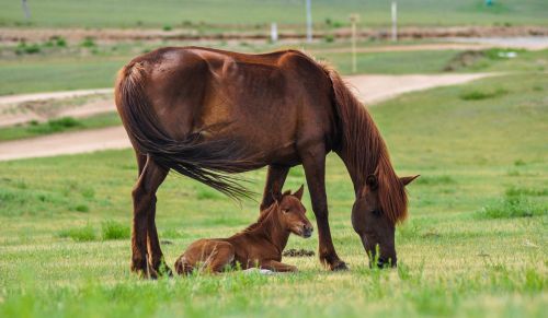 horse mare foal