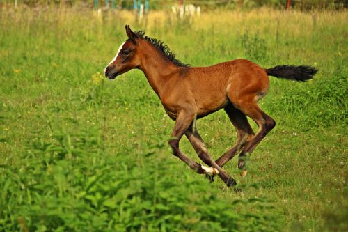 horse foal brown