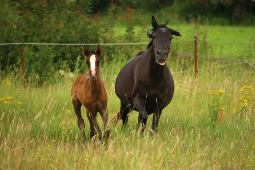 horse brown rap