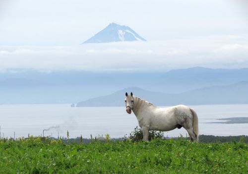 horse animal pasture