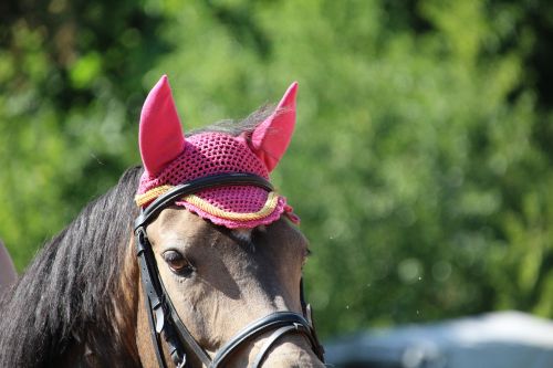 horse head fly caps