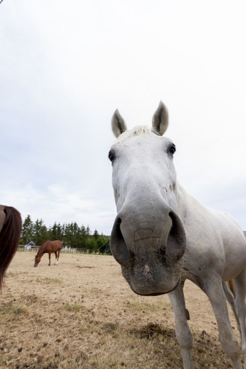 horse animal horse head