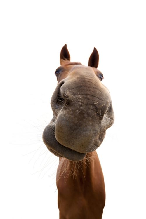 horse animal horse head