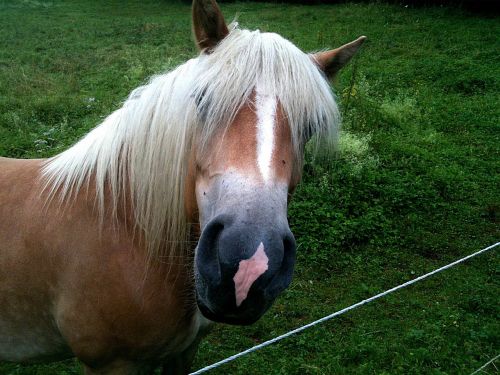 horse snout nostrils
