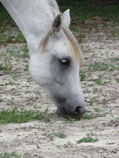 horse sand munching