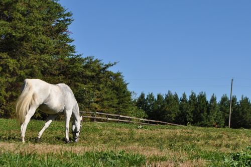 horse grazing field