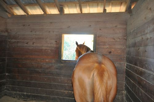 horse stable window