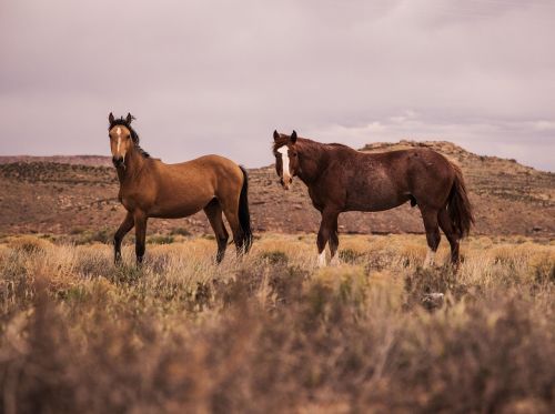 horse animal brown