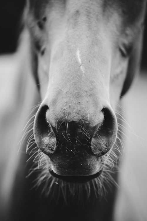 horse animal mouth