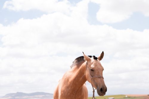 horse animal outdoor