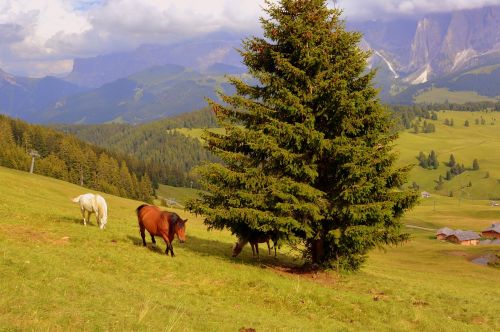 horse tree prato