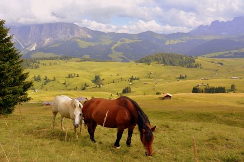 horse prato dolomites