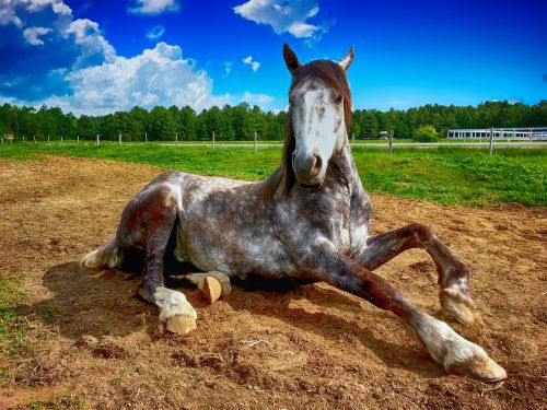 horse countryside farm