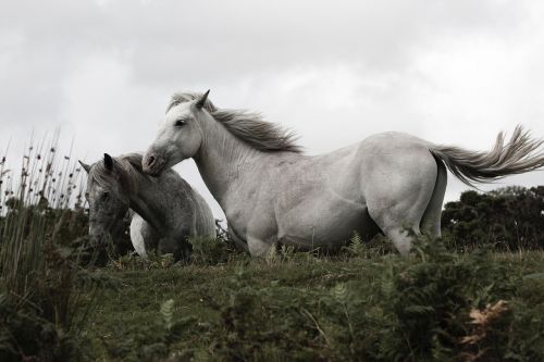 horse animal white