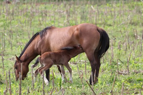 horse knight animal