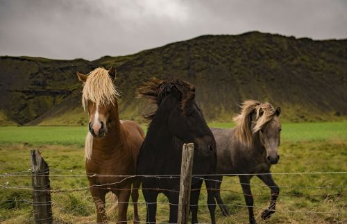 horse animal brown