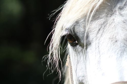horse eye paardenoog