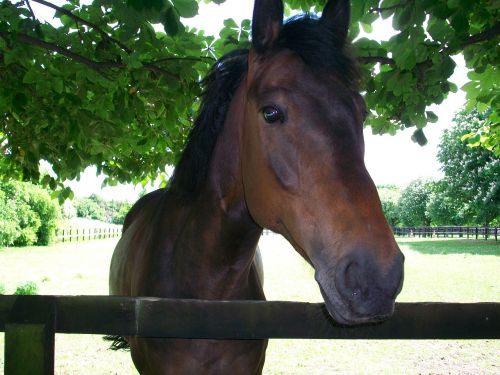 horse horse head animal