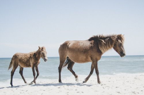 horse animal brown