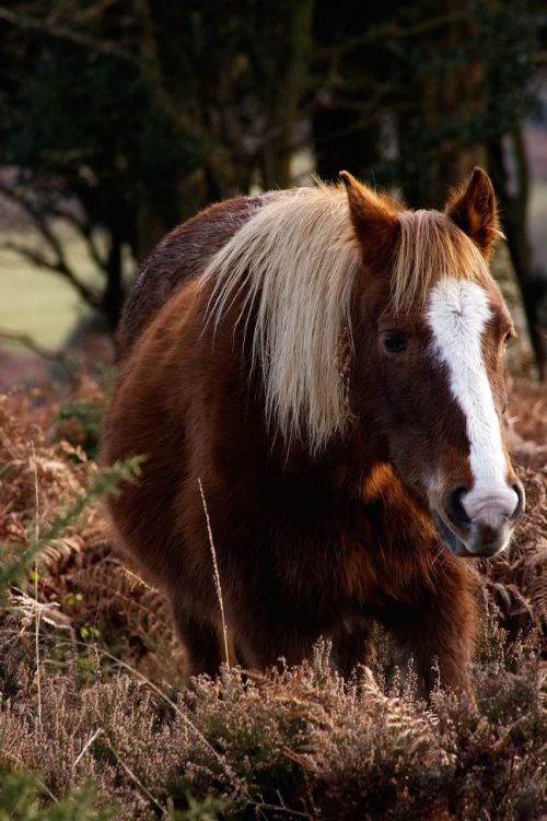 horse animal brown