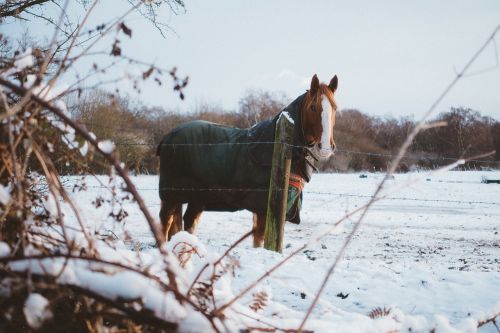 horse animal stem