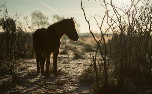 horse animal stem