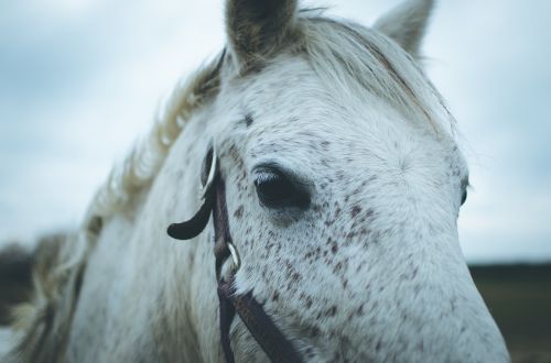 horse animal outdoor